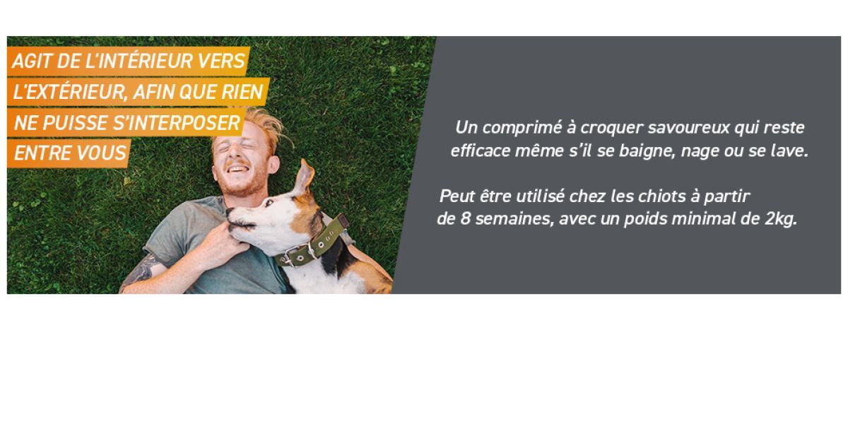 Frontpro: enfin une manière facile de protéger son chien !