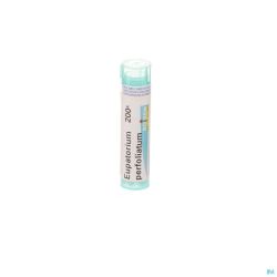 Eupatorium Perfoliatum 200k Gr 4g Boiron