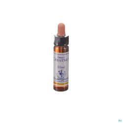 Healing Herbs Sweet Chestnut Ue 10 Ml