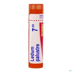 Ledum Palustre 7ch Gr 4g Boiron