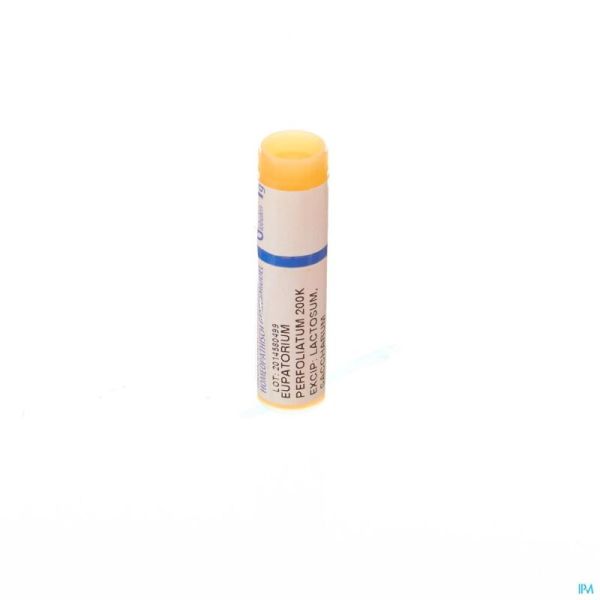 Boiron Glob Eupatorium Perfoliatum 200k